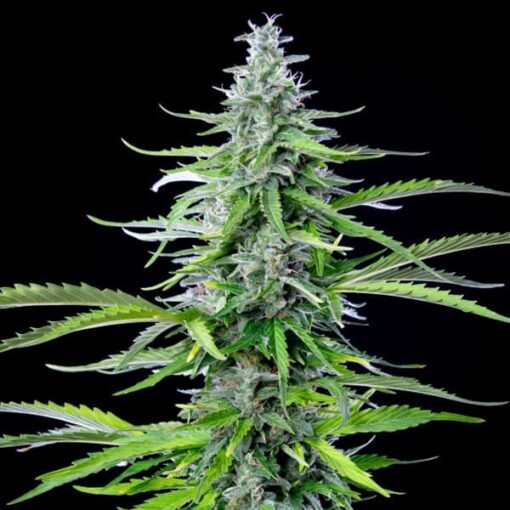 Royal Queen Seeds Royal Cookies Auto - Afbeelding 5