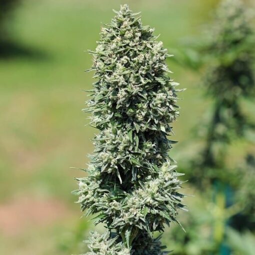 Royal Queen Seeds Royal Cookies Auto - Afbeelding 6