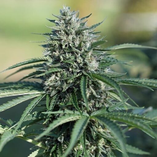 Royal Queen Seeds Royal Cookies Auto - Afbeelding 7