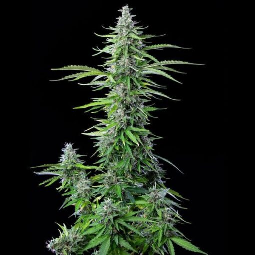 Royal Queen Seeds Royal Cookies Auto - Afbeelding 8