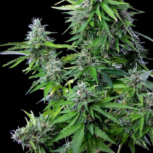 Royal Queen Seeds Royal Cookies Auto - Afbeelding 9