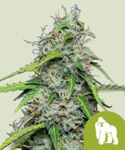 Royal Queen Seeds Royal Gorilla Auto