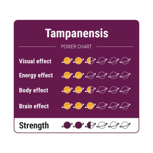 Tampanensis Magic Truffels - 15 gram - Afbeelding 4