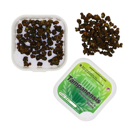 Tampanensis Magic Truffels - 15 gram - Afbeelding 2
